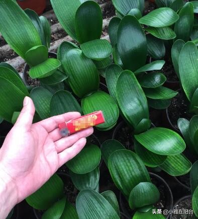 君子兰怎么养出宽大肥厚的叶片,君子兰怎么养叶片才茂盛