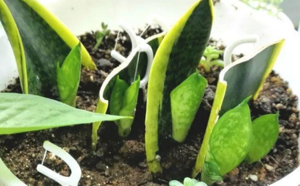 虎皮兰用什么方法养得好,虎皮兰如何养护长得快爆芽多