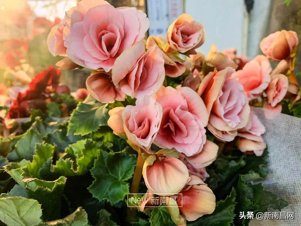 南昌花市有哪些地方,南昌花市批发市场