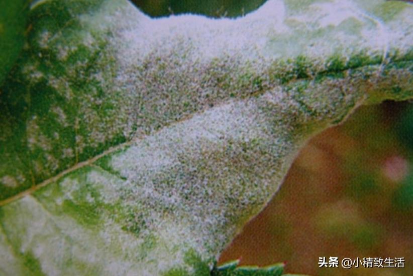 养月季花,这10种病虫害很常见,发病特征和防治方法都在这里了