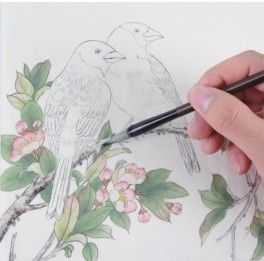 蜡嘴雀工笔画,蜡嘴鸟画画教程