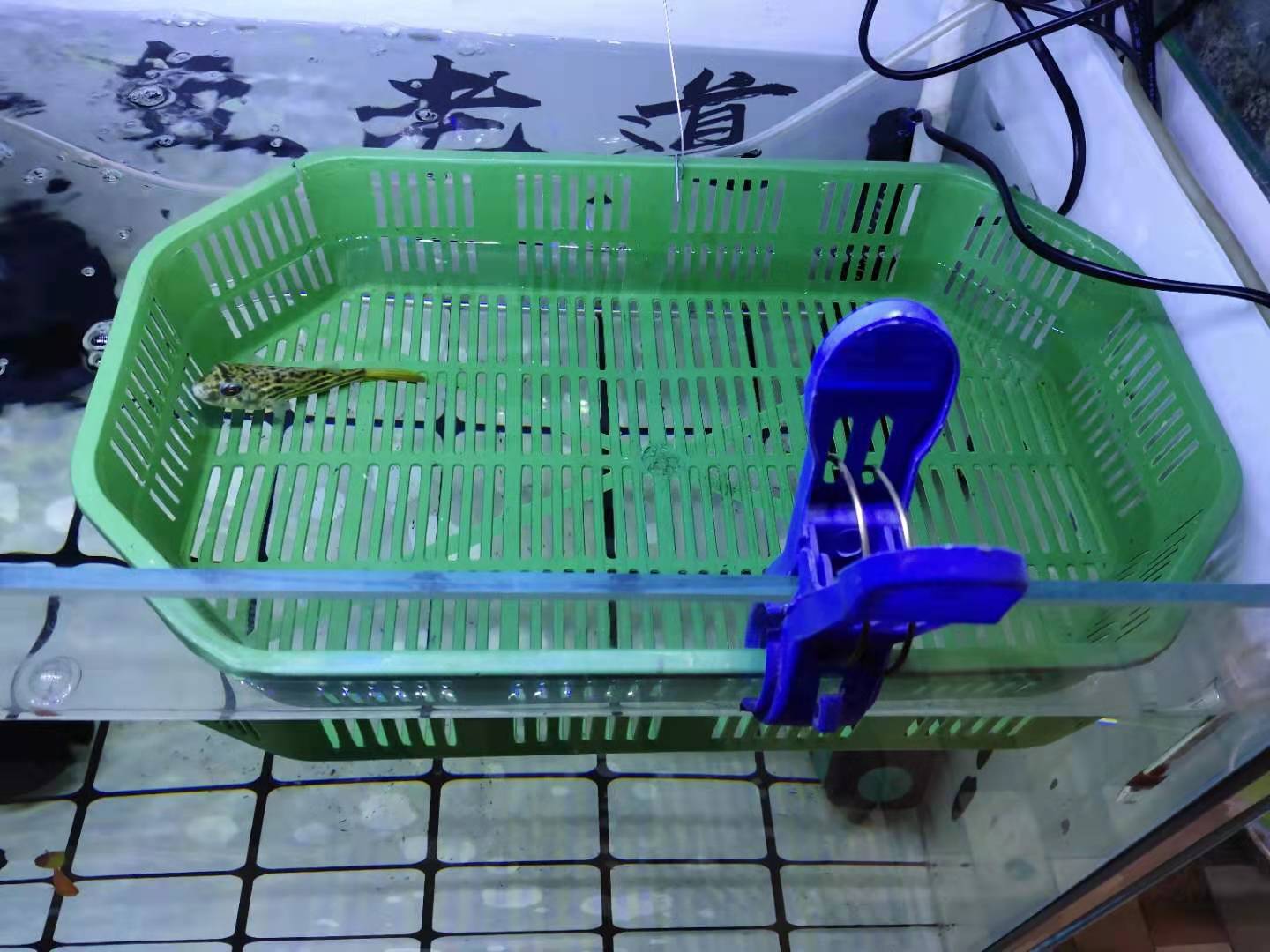 观赏鱼缺氧的状态有哪些,什么观赏鱼缺氧也能活