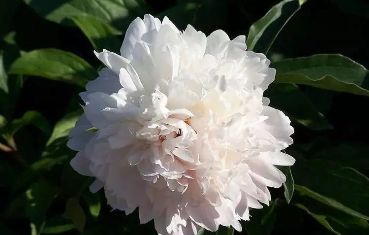 生活中常见的花语大全,生活中常见花卉花语