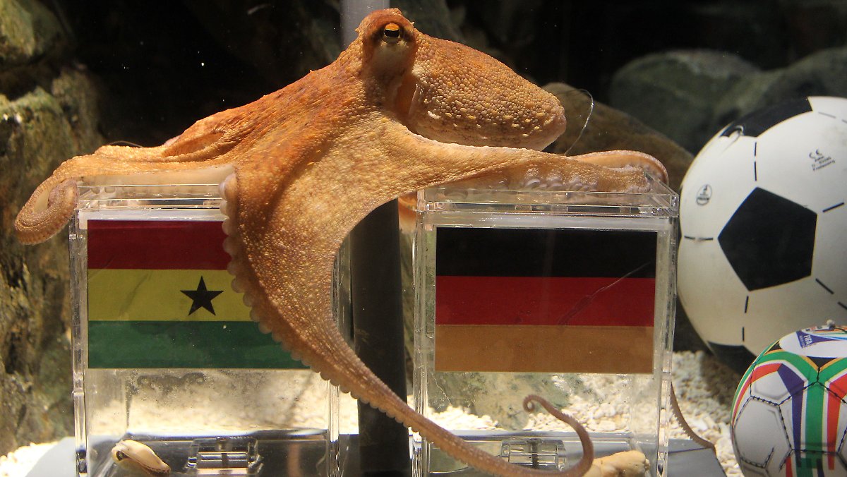 章鱼突破基因锁智商能来到多少,章鱼为什么要进化出基因锁