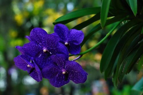 盘点世界各国国花你最喜欢哪种,盘点各国国花