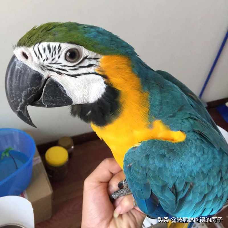 新手铲屎官第1次养猫,新手铲屎官适合什么猫