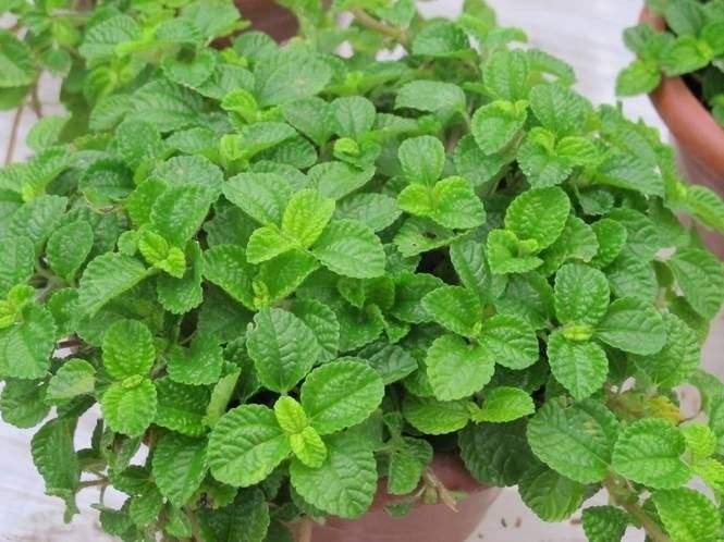 室内最理想绿植“吸毒草”的养殖方法以及注意事项