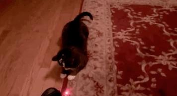 激光笔逗猫对猫咪影响,猫咪追激光笔是聪明还是不聪明