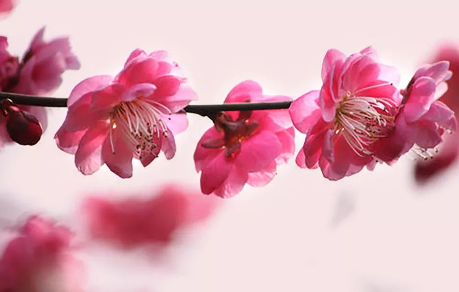 冬酿一杯酒,冬酿一壶酒