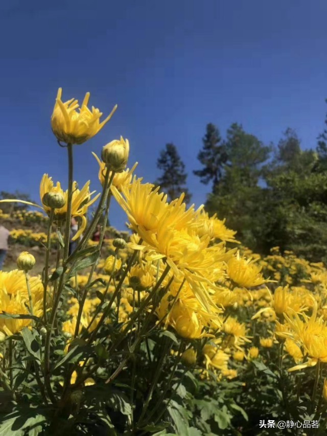 金丝皇菊清肝明目最佳选择,清肝明目去火的菊花品种有