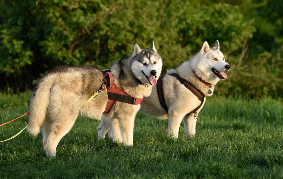 狗狗爆冲乱跑怎么纠正,狗狗见到其他狗爆冲怎么制止