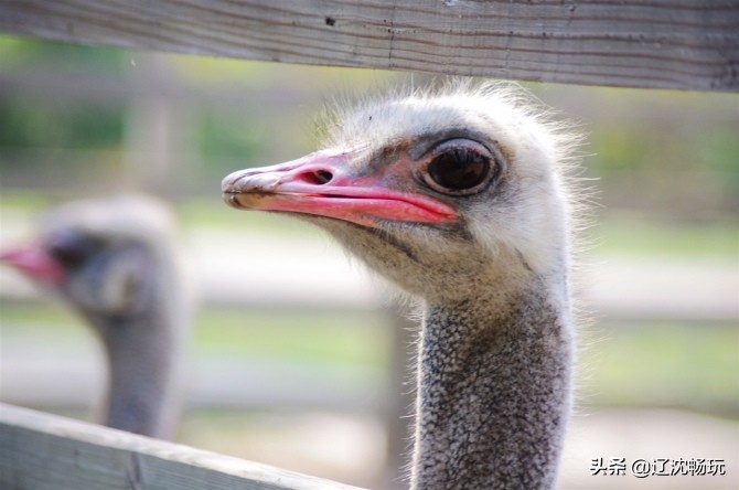沈阳旅行推荐夏季景点攻略,沈阳冬日周边一日游旅游景点推荐