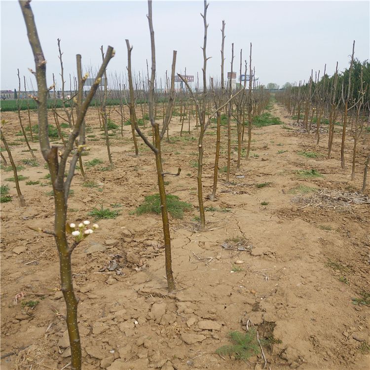 晚秋黄梨栽培技术与管理方法,晚秋黄梨什么时候授粉