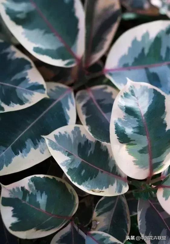 打翻了调色盘的花,打翻了调色盘的美景