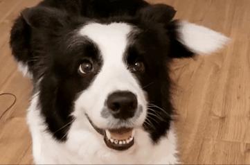 2200元买的边境牧羊犬，养了一年不到，网友就后悔了