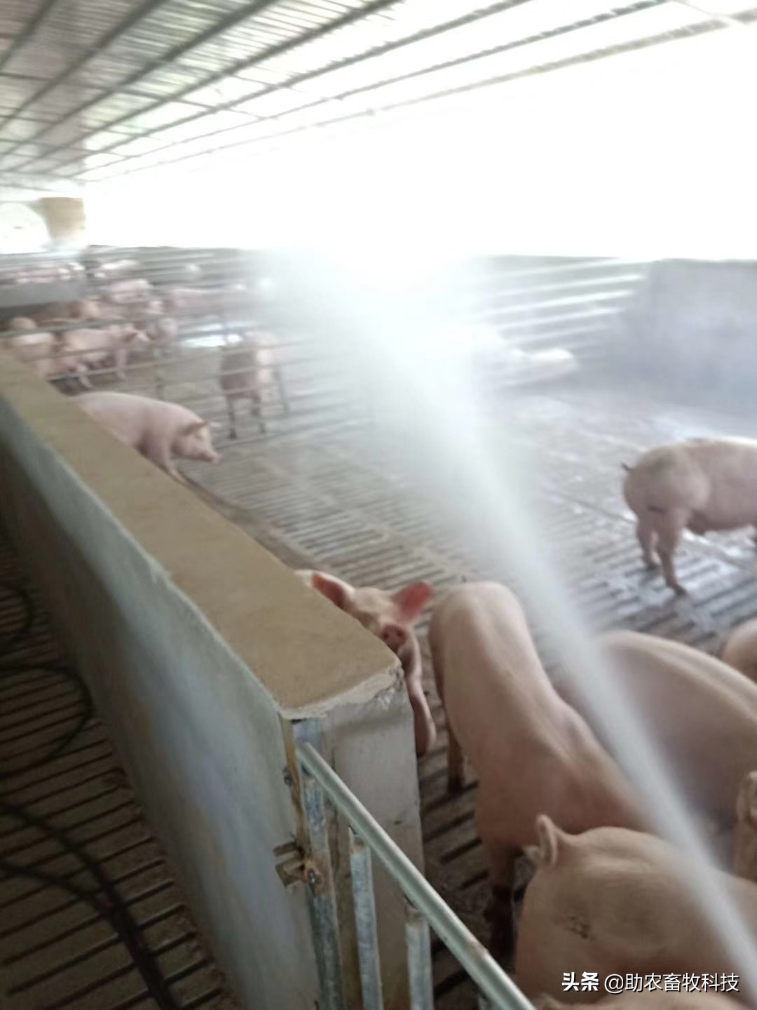 预防呼吸道感染的益生菌,益生菌抗新冠病毒的原理