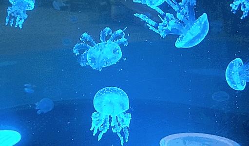 广元卡尔海洋世界,广元市卡尔海洋世界怎么去