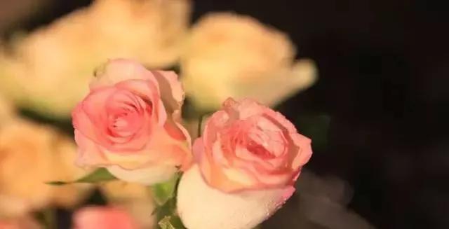 每天学习一点点花卉,100种常见玫瑰品种