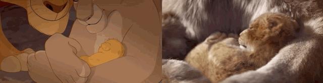 狮子王辛巴体型有多大,狮子王辛巴成长记录