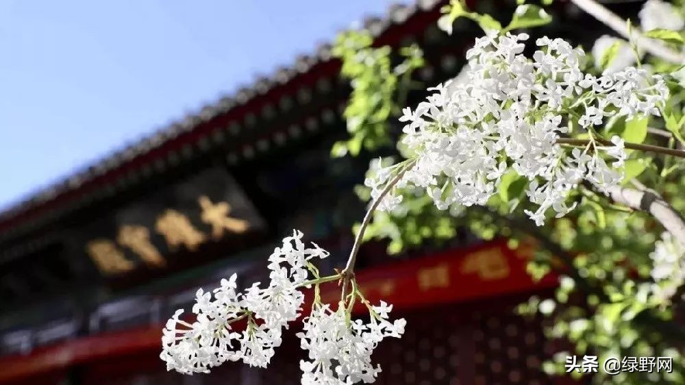 赏花好时节,赏花感言一句话