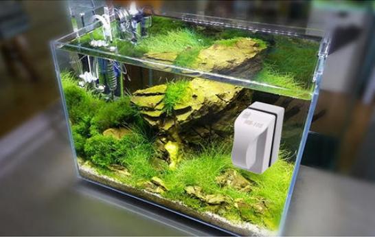 鱼缸换水后出现很多小白虫，怎么去除？