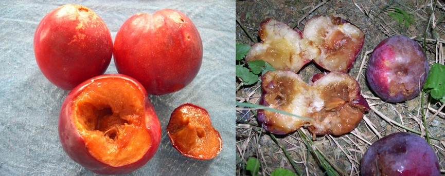 防果实蝇最有效又实用的方法,果实蝇爆发期怎么办