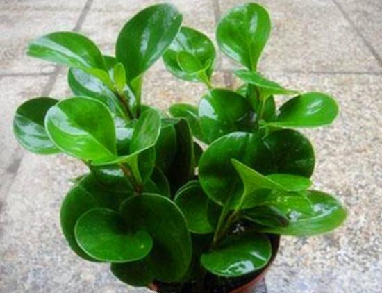 碧玉开花怎么修剪,碧玉花怎样修剪