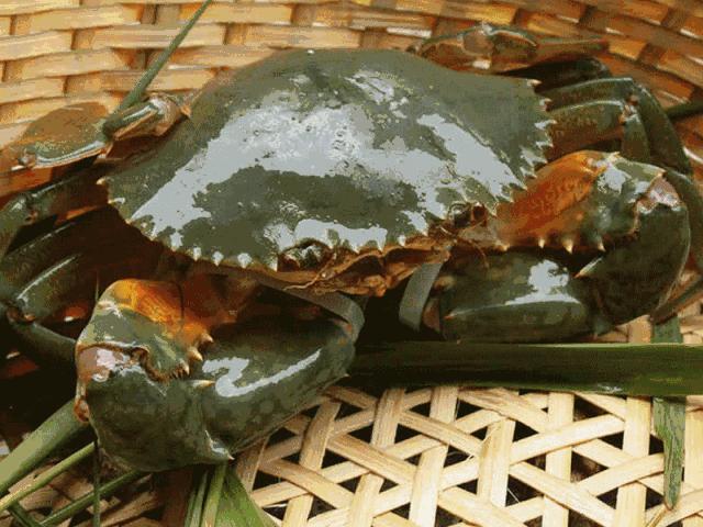 青蟹比大闸蟹好吃,比大闸蟹还要鲜美的青蟹