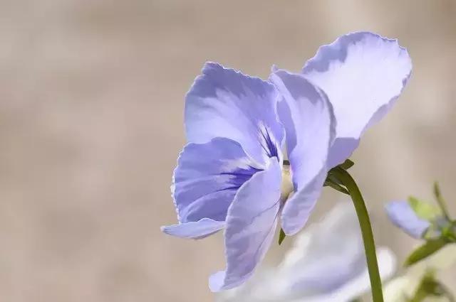 赞美顾城人的诗句,顾城的经典诗句赏析