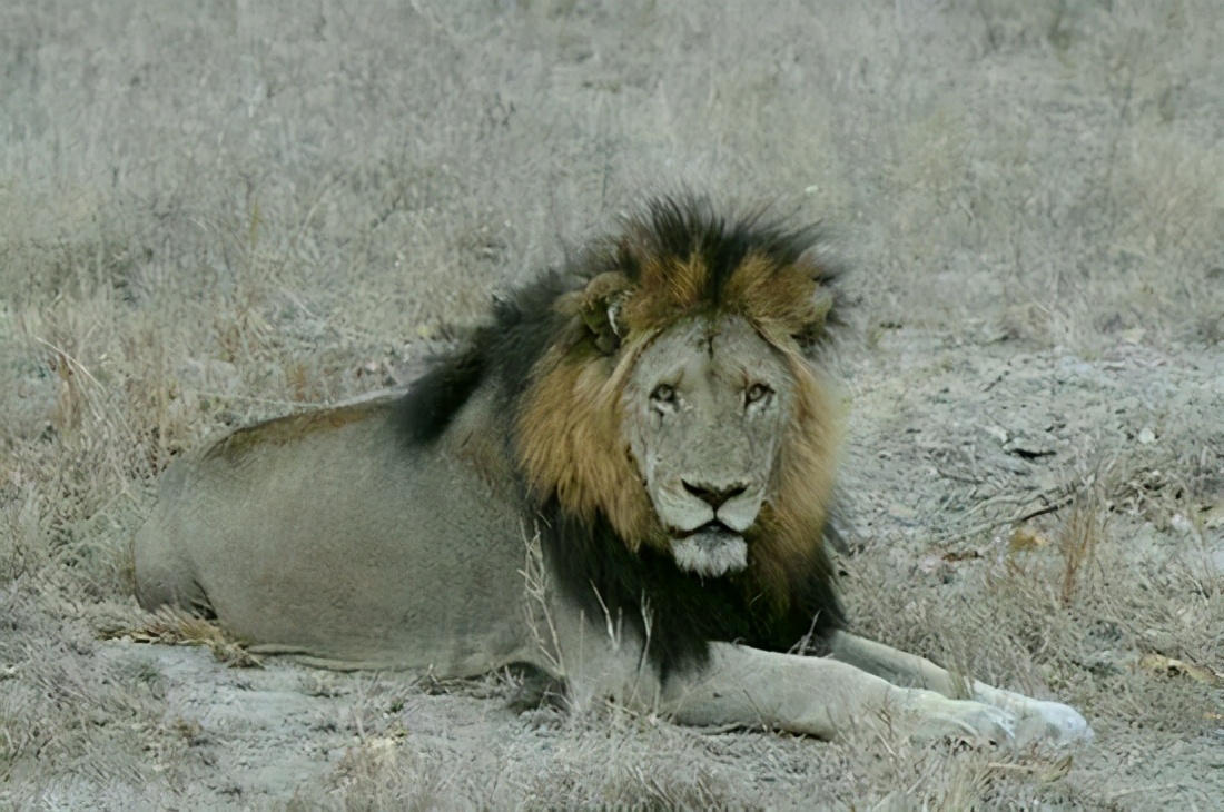 坏男孩联盟狮王之路完整版哪里看,坏男孩联盟狮王之路中文解说