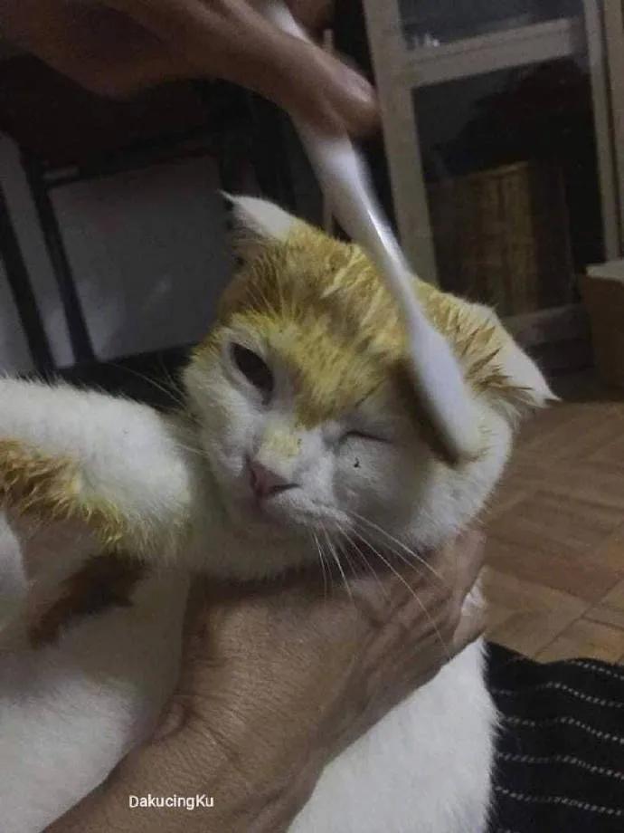 泰国姜黄治疗猫皮肤病,泰国女孩用姜黄治猫癣