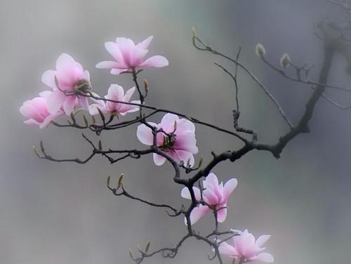 南召石为璧图片,石为璧讲南召视频