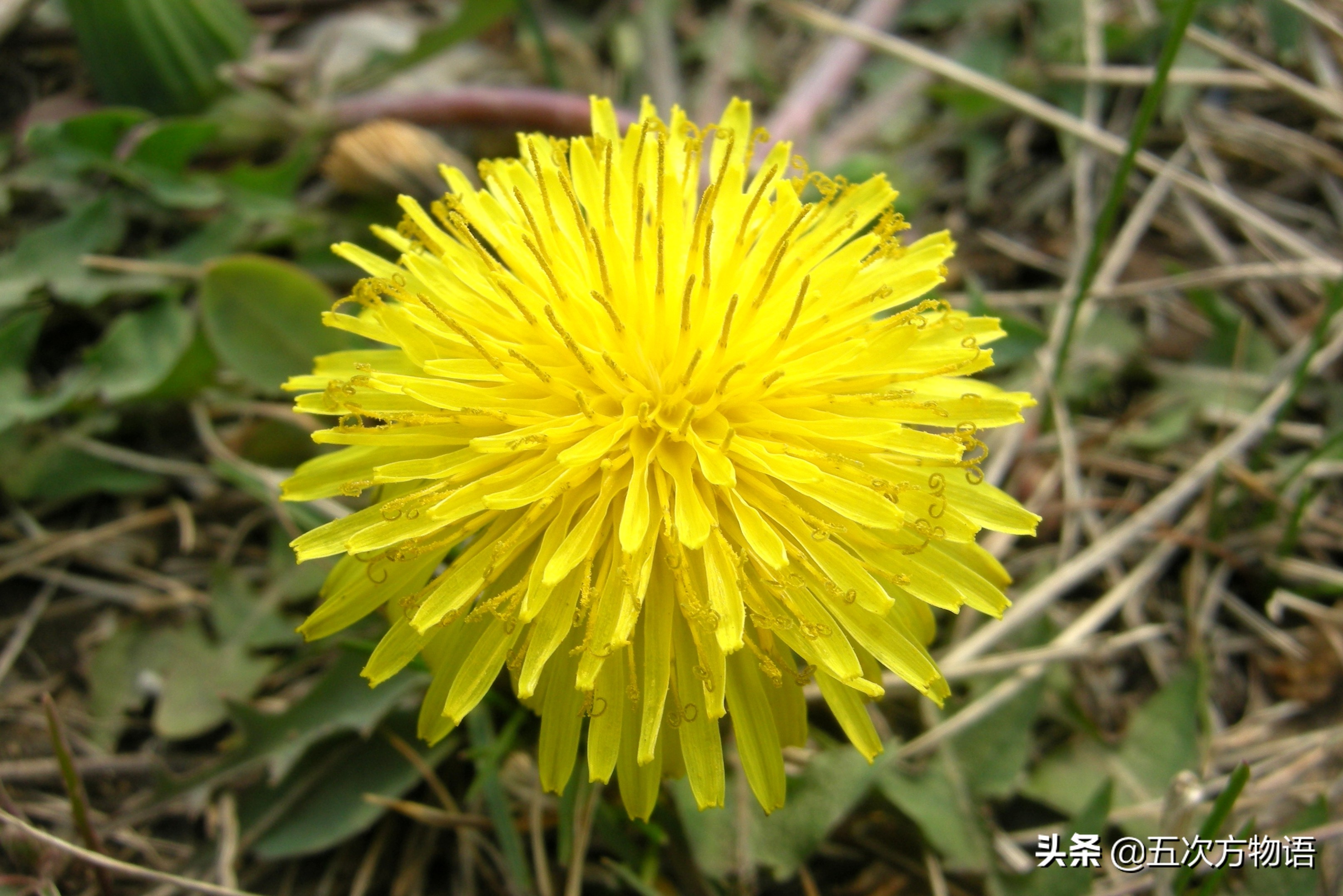 1分钟了解蒲公英,蒲公英科普知识资料大全