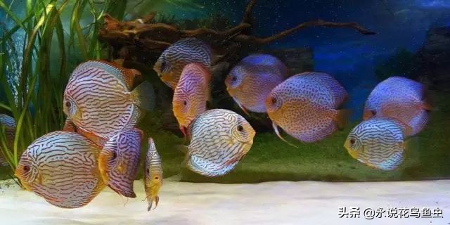 养七彩水质怎样配制成酸性水,七彩繁殖期间能换水吗