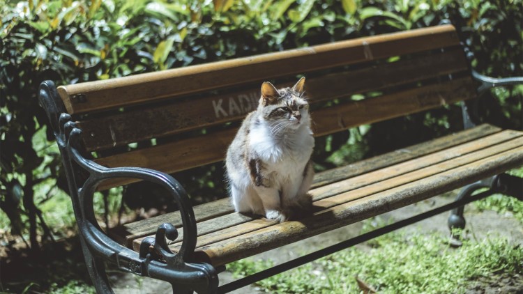 喵星人吃胖了的表现,喵星人怎么吃才会吃得少