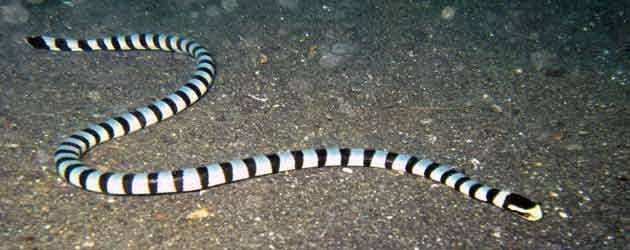 有毒蛇的蛇是真的吗,有毒蛇的小说大全