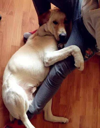 狗狗爱舔这五个部位,狗狗喜欢舔人眼睛