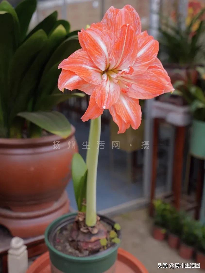 2元花盆批发清仓,2元花卉批发市场