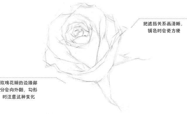玫瑰素描画法步骤图,玫瑰素描指导视频