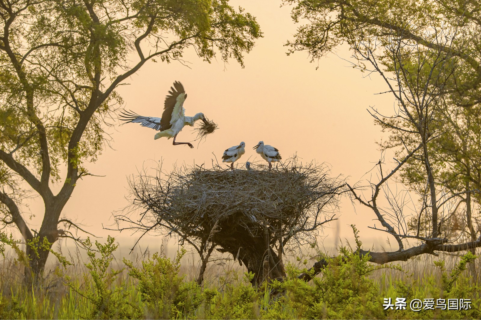 鸟类图片大全大图观赏,鸟类照片合集