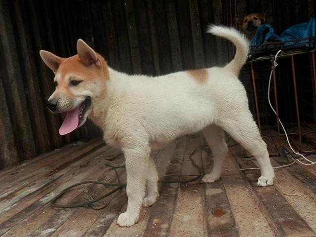 旺家狗该有的5大特征你家狗有吗,旺家的狗狗都有哪些特征