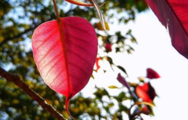 一个人好运来临的八个征兆,一旦遇到这3个暗示证明好运将至