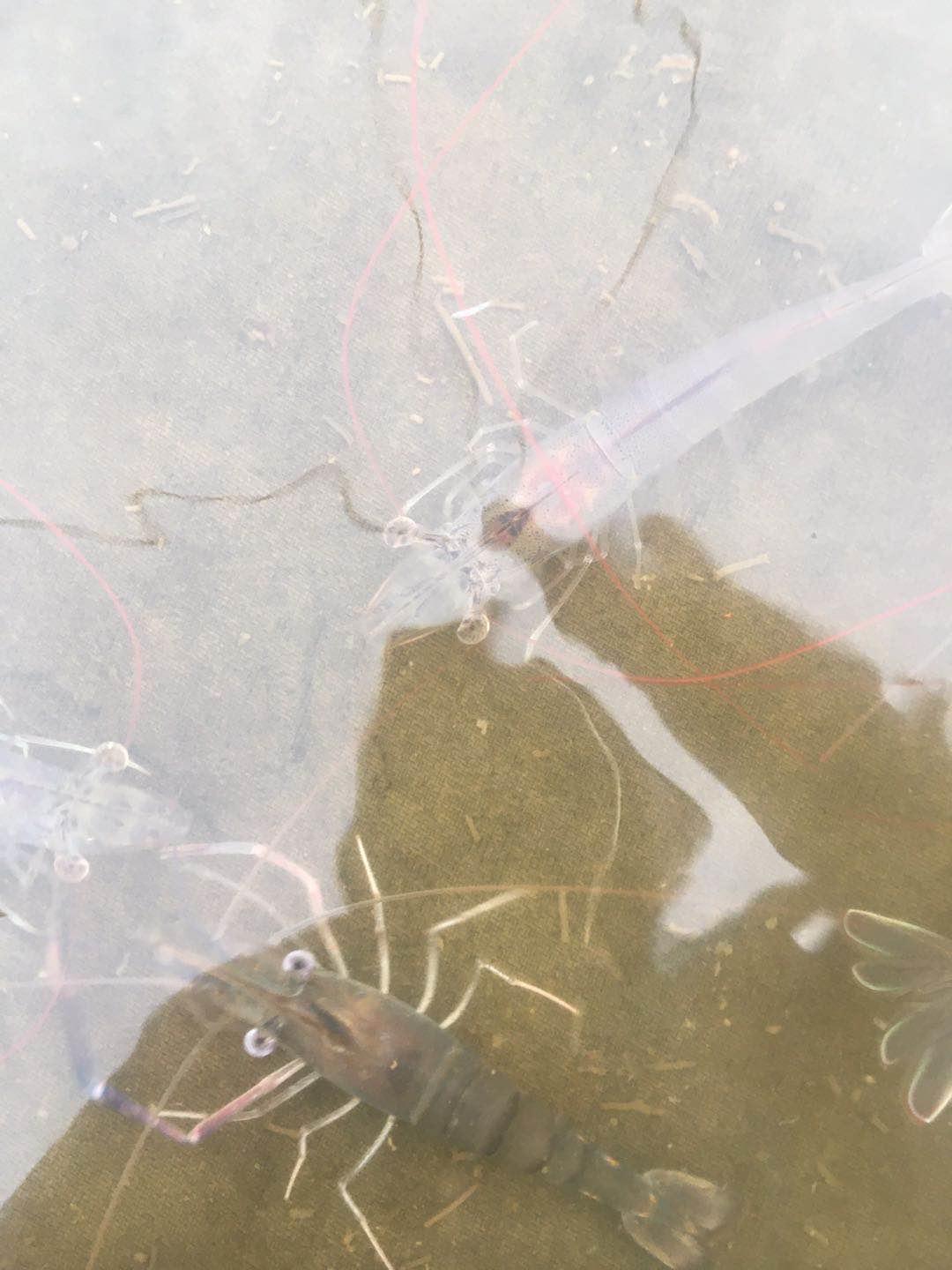 南美白对虾肠炎一般多大会出现,南美白对虾肠炎是什么原因引起的