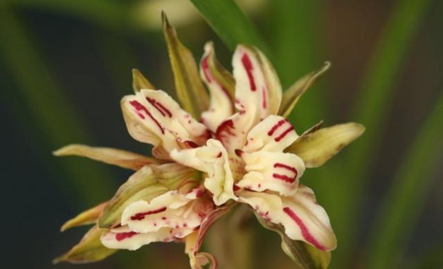 四川160万的天价兰花,四川旺苍珍稀野生兰花濒临灭绝