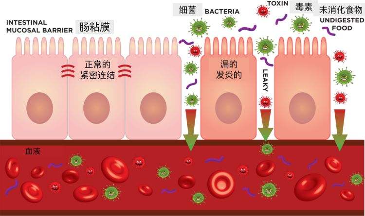 消化不良肠子里一直咕噜会得病吗,肠道蠕动消化不良吃什么药调理