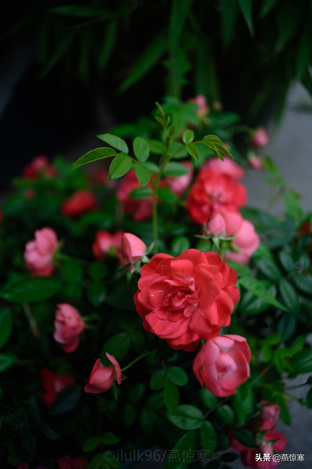 尼康单反有哪些经典镜头,尼康十大经典相机与镜头