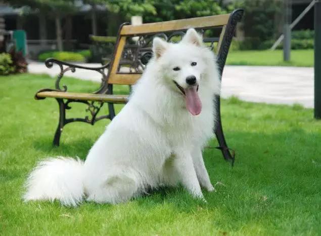 45种狗狗很难得一见你认识几种,45种最难得一见的狗