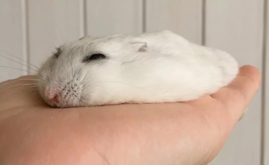 马上过新年，淘宝“鼠保姆”：春节期间寄养不涨价，床位1元/天