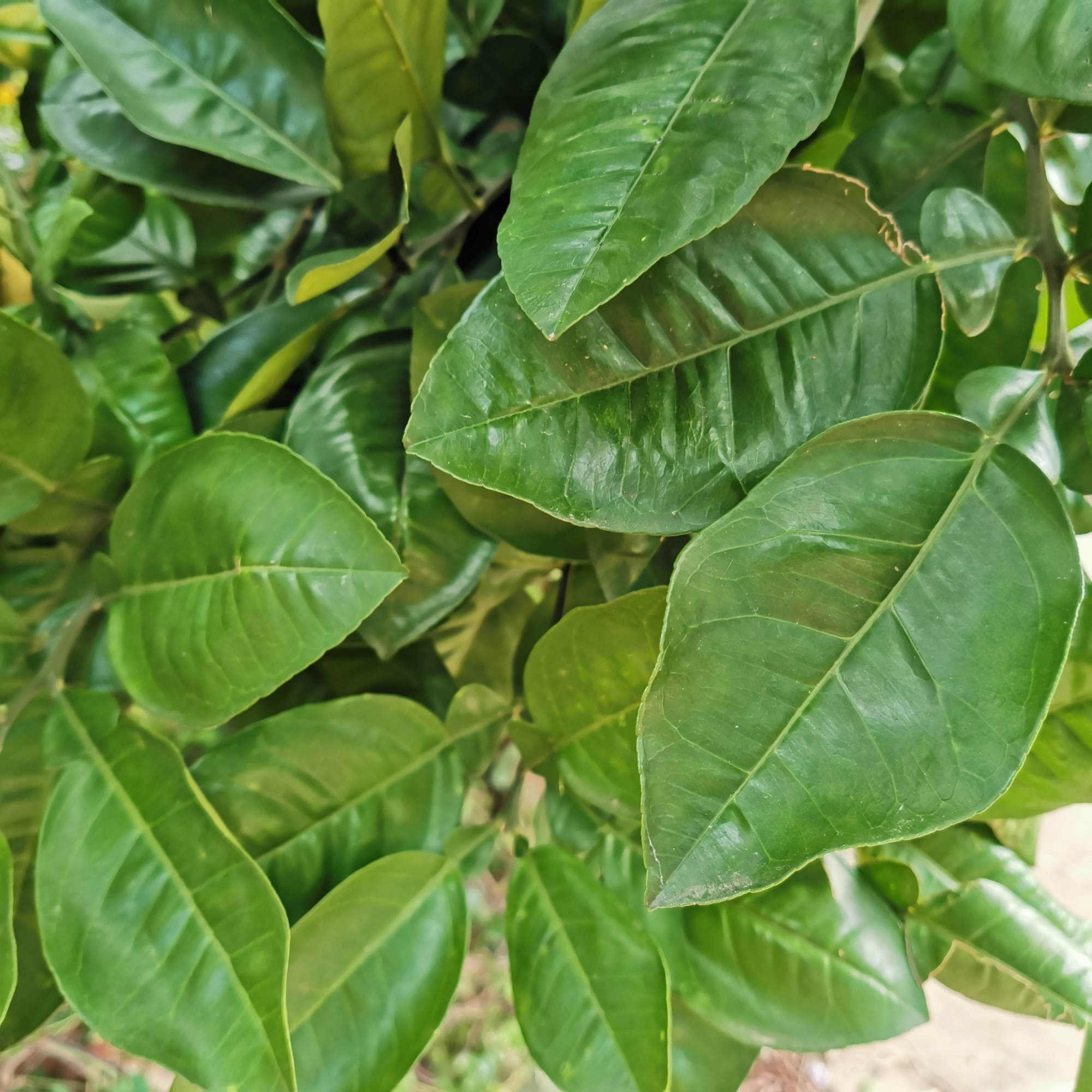 种植柚子的禁忌是什么,种植柚子遇到难解决的麻烦问题