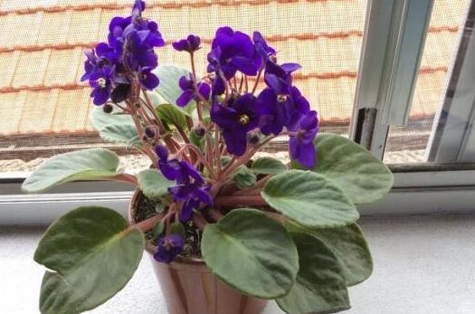 养花懒人绿植,懒人养花推荐花香四季开